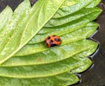 Punaise ou Coccinelle.jpg