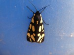 Papillon 2.jpg