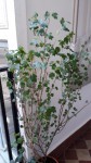 Plante balcon 1.jpeg