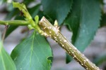 Forsythia-195.JPG