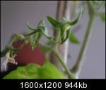 tomate.jpg