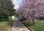 Ici, les prunus en fleurs au mois de mars. J'adore !<br />Le tronc est très court, et la première fourchette (les grosses branches) démarre à environ 30 cm du sol