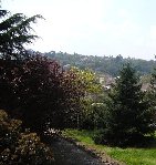 Photo prise en contre-haut.<br />Ici, on voit à gauche les prunus en feuilles et l'ombre projetée sur l'allée (les branches se couchent sur l'allée dès qu'il pleut).<br />On voit un peu le cèdre (sur la gauche) qui commence à s'enchevetrer (il a poussé depuis)