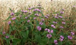 Phlomis purpurea 1.JPG