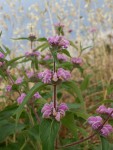 Phlomis purpurea 4.JPG