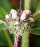 Phlomis purpurea 3.JPG