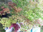IMG20190610_085056.jpg86.jpg