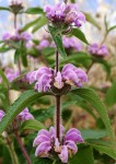 Phlomis détails.JPG