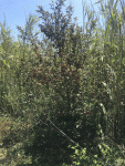 Premier arbre, envers des feuilles pourpre
