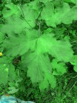 Rhubarbe sauvage  feuille.jpg