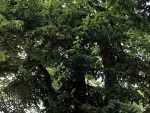 IMG_0590.jpg