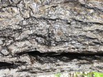 IMG_0593.jpg