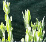 Plante 1 (2).JPG