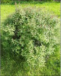 Plante 4 (1).JPG