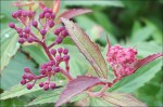 Plante 4 (2).JPG