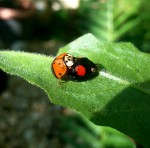 coccinelles.jpg