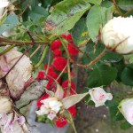 20190609_160528.jpg
