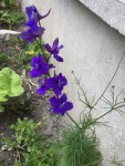 Fleur en question