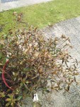 Azalea japonica