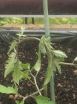 Tomate olympe