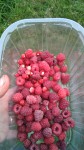IMG-20190614-WA0002.jpeg
