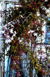 20190521_Jasmin fleuri.jpg