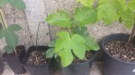 20190615_143512.jpg