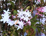 20190521_Jasminum Polyanthum.jpg