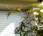 20190616_Nouvelle pousse et vieille branche.jpg