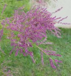 20190616_201217-ConvertImage.jpg (201.87 Kio) Consulté 840 fois Fleur