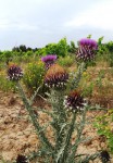 Cynara cardunculus (Cardon sauvage) 1.JPG