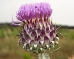 Cynara cardunculus (Cardon sauvage) 2.JPG