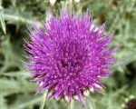 Cynara cardunculus (Cardon sauvage) 4.JPG