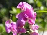 Lathyrus odoratus (pois de senteur) 1.JPG