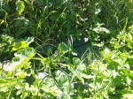 thumbnail_IMG_20190617_125859.jpg