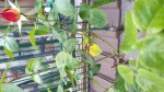 Rosier0001.jpg