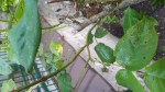 Rosier0004.jpg