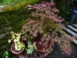 Orangeola, Orange dream et Butterfly