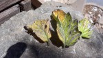 feuilles jaunies