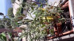Plan de tomates coeur de boeuf