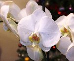 phal blanc.jpg