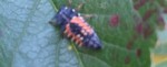 Insecte inconnu