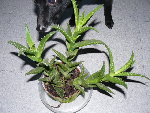 Cactus.JPG