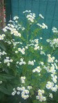 WP_20190625_001_2.jpg