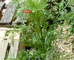 plante.jpg
