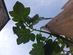 20190626_081429.jpg