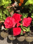 IMG_0046.JPG