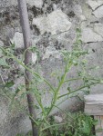 voila ce que ça donne sur un plan de tomate en terre, qui allait bien à la base