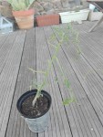 un jeune plan de tomate marmande qui a bien subit l'étrange maladie