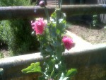 PAVOT (fin)